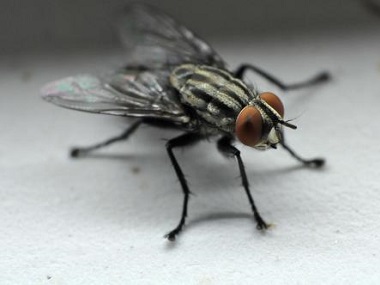 丹灶四害消殺公司殺死蚊子和蒼蠅有沒有什么好的辦法