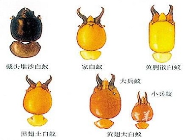小塘預(yù)防白蟻所散白蟻和家白蟻的區(qū)別