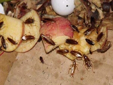 和順?biāo)暮ο麣⒐倔?、蚊子怕什么東西