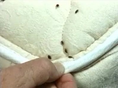 獅山專業(yè)殺蟲中心怎么樣才能快速除掉家里的臭蟲