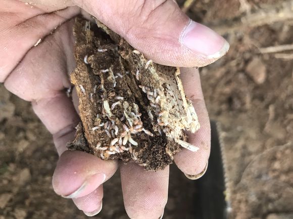里水白蟻備案公司家庭室內(nèi)防治白蟻的方法