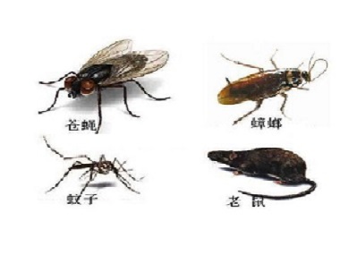丹灶四害消殺中心怎么除四害？四害是哪四害