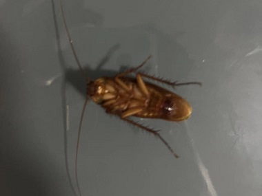 南海專業(yè)除四害機(jī)構(gòu)如何防治辦公室出現(xiàn)的蟑螂