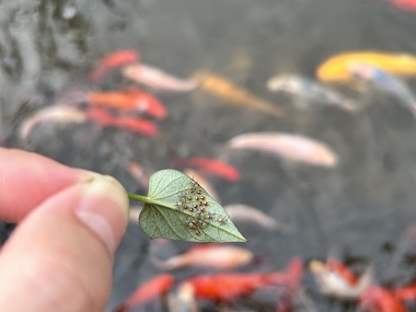 松崗害蟲消殺公司告訴你6個(gè)防治方法消滅臭屁蟲