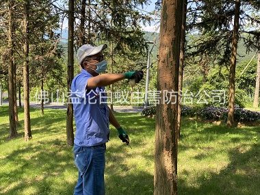 西樵景區(qū)樹(shù)木防治白蟻工程