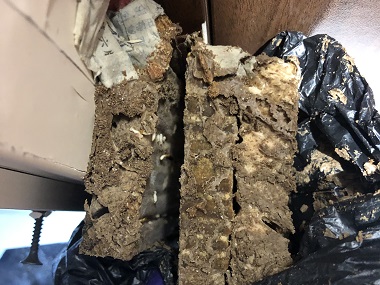 大瀝白蟻防治機構(gòu)如何排查自家有沒有白蟻巢