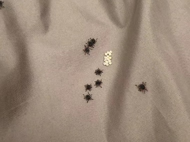 桂城控制有害生物公司床上有臭蟲，5 步教你徹底消滅它！